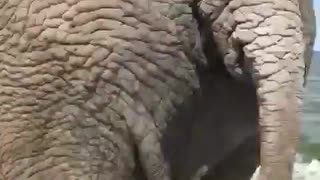 elephant bathing