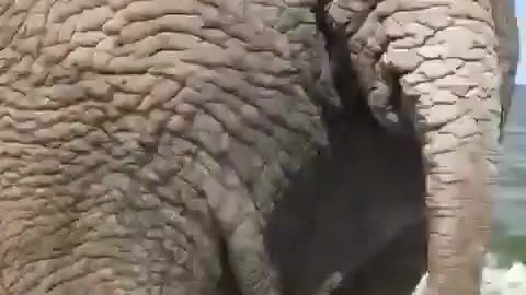 elephant bathing