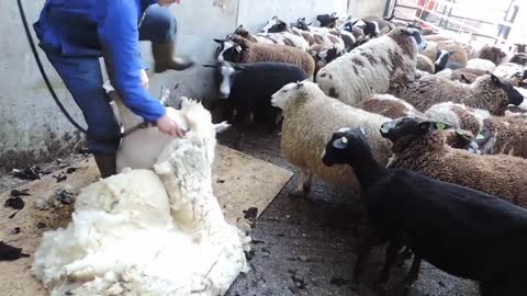 Shearing Sheep Wool