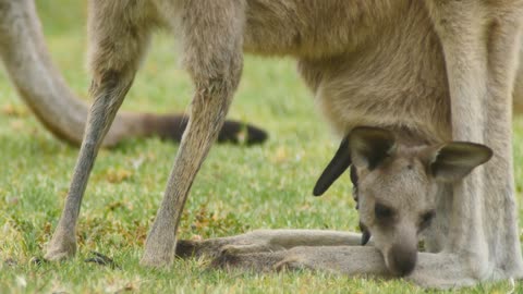 Eastern grey kangaroo joey marsupial wildlife native to Australia