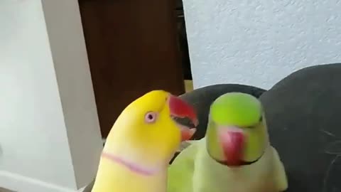 Adorable Parrots showing love to thier owner