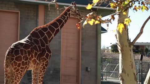 a giraffe at the zoo