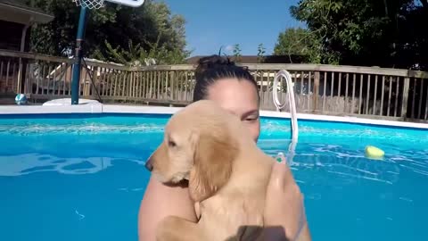 PUPPY'S FIRST TIME SWIMMING - My Puppy's First Time in Swimming Pool - Pet The Dog