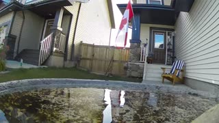 Canada flag bird bath.