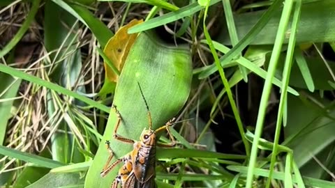 Lubber grasshopper