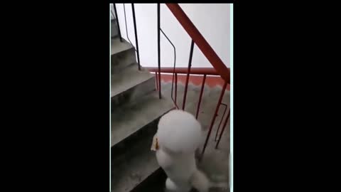 Dog Going Up The Stairs On 2 Feet ! Really CUTE and AWESOME.