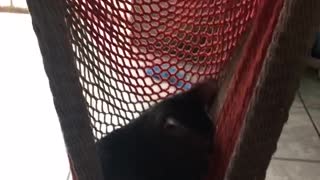 Kitten Swinging in Hammock Chair