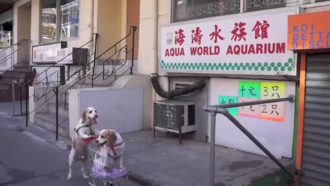 funny dog video compilation