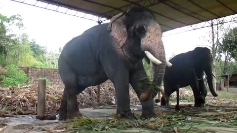 Kollam Tourism - Puthenkulam elephant village - Elephant ride, Elephant bathing, Elephant feeding
