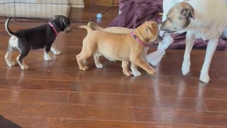 Puppy Chaos