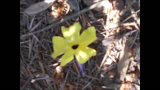 Charming Melody Black~Eyed Susan Vine