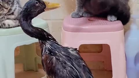 The duck is quite resistant to beating #pets