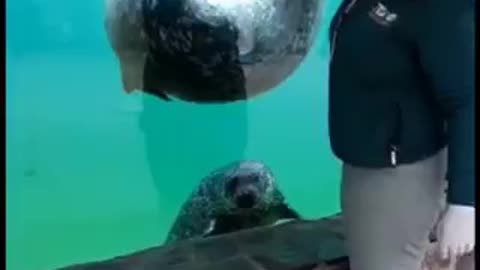 Cute and trained seal