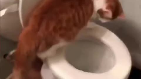 cat flushing, trained cat, good cat