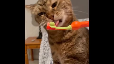 Funny cat viedeos - try not to laugh challange