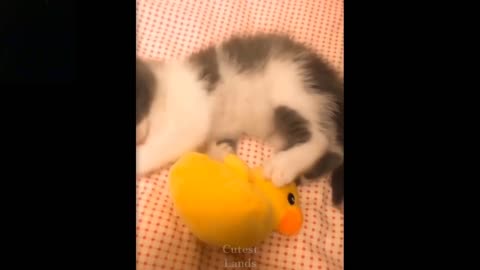 Cute and Funny Pets