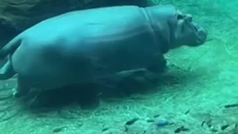 Hippos are cute but very vicious in the wild. They are known for killing whole crocodiles.