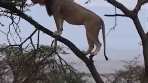 Lion vs Giant buffalo fight