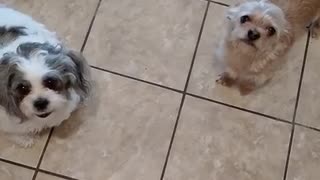 Memphis tries to sing with his mom
