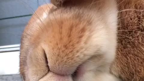 Exhausted bunny enjoys "well deserved" nap