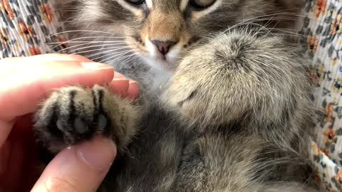 A Person Massaging the Paws of a Kitten