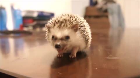 Cute Baby Hedgehogs - Compilation