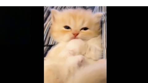 | Cute Baby Cat | Funny Cat |