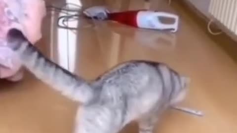 He cant walk😂 #shorts #cute #cat #cutecat #cutevideo #catvideo #funny #funnycat #funnyvideos #tiktok