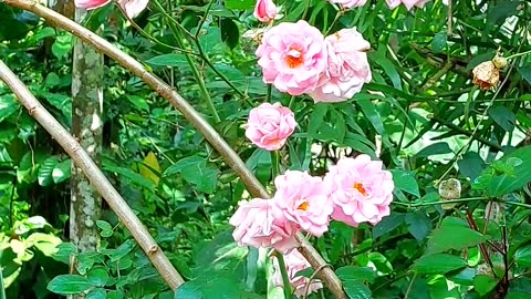 Beautiful pink roses