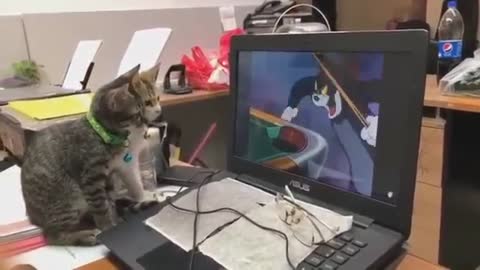 Amazing video for two cats watching Tom & jerry