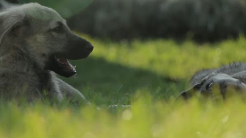 Cute dogs family are enjoying