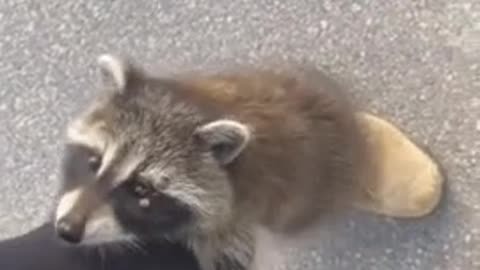 (Must Watch} Wild baby raccoon climbs up woman's leg