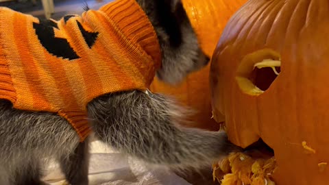 Kevin The Raccoon Helps Prepare For Halloween
