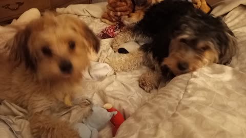 Two Puppies Play and Big Bro Lets Little Bro Win
