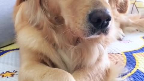 Golden Retriever is also vain at times