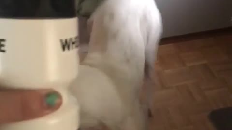 Dog afraid of water bottle