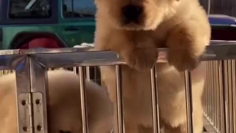 Cute puppy jump