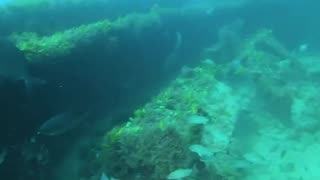 Spearfishing Ship Wrecks with Giant Grouper!