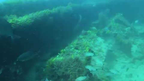 Spearfishing Ship Wrecks with Giant Grouper!