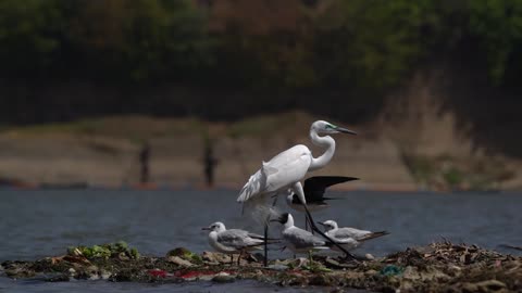 life of water birds in sangam, India