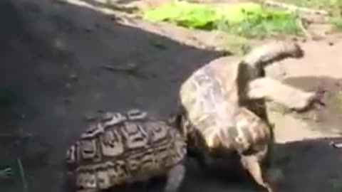 Little turtle saves mom!