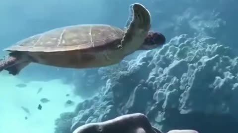 Turtle swimming in the deep sea