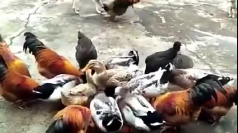 Chicken vs Dog 🐕 fight-funny dog fight video