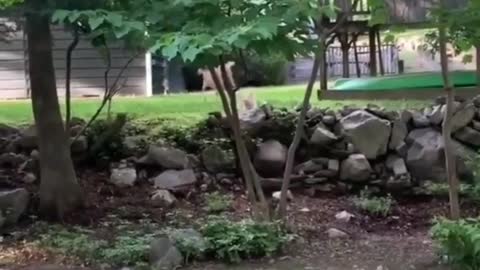 Cat Chasing The Deer! 😱😂🤣😍