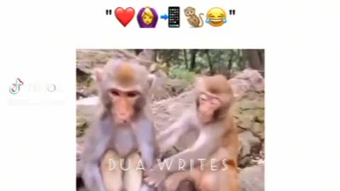 Funny monkey status