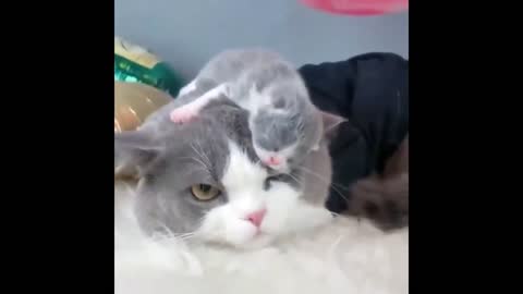 Mother cats protecting their cute kittens