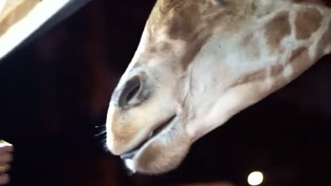 Tourist's hand Feeding Giraffe with banana at night safari