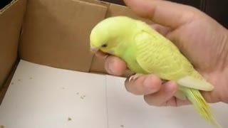 My baby budgie at 4 weeks old