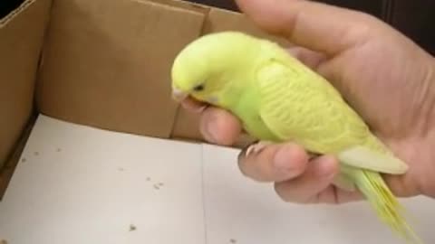 My baby budgie at 4 weeks old