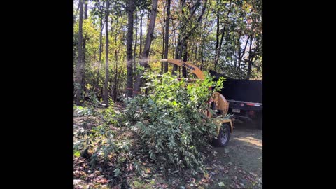 Edy Tree Service - (540) 202-1168